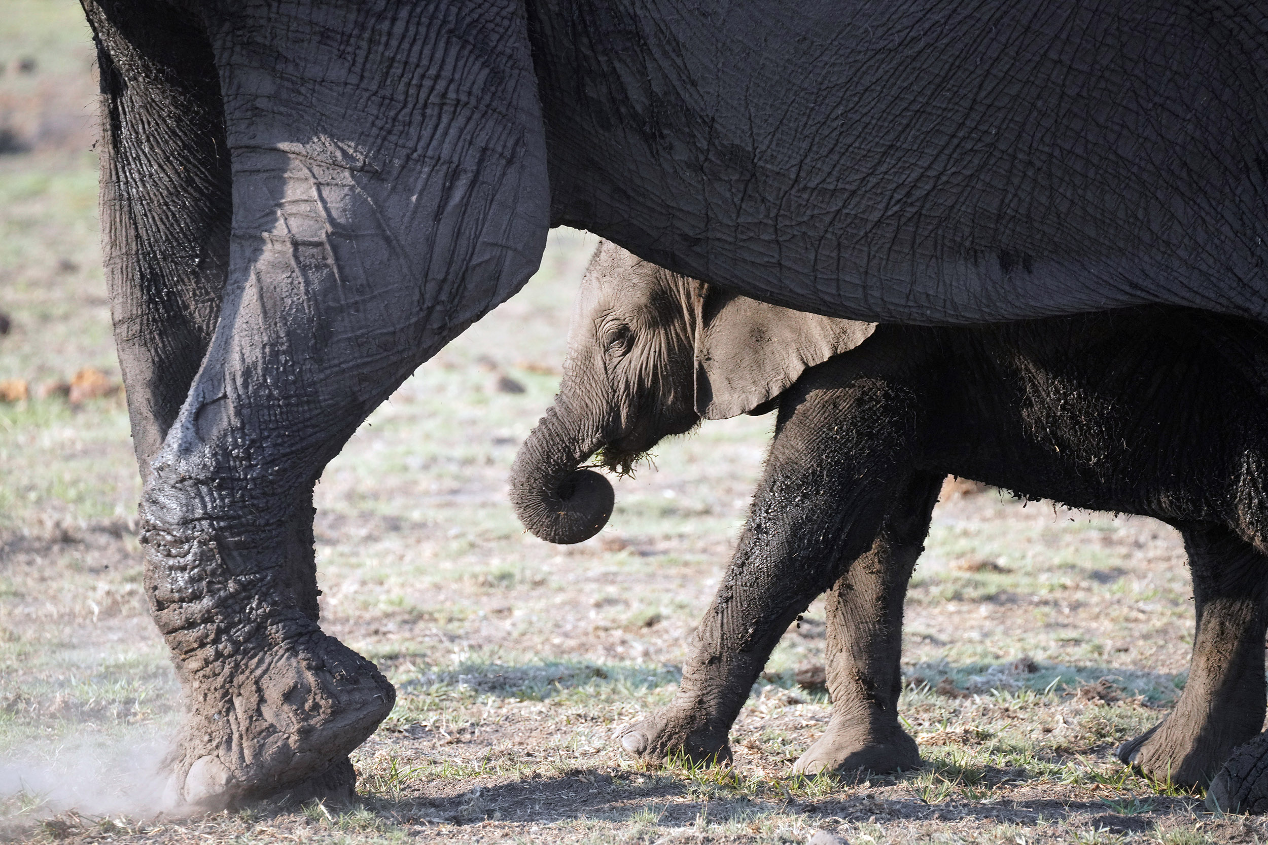 Parc national de Chobe - Botswana