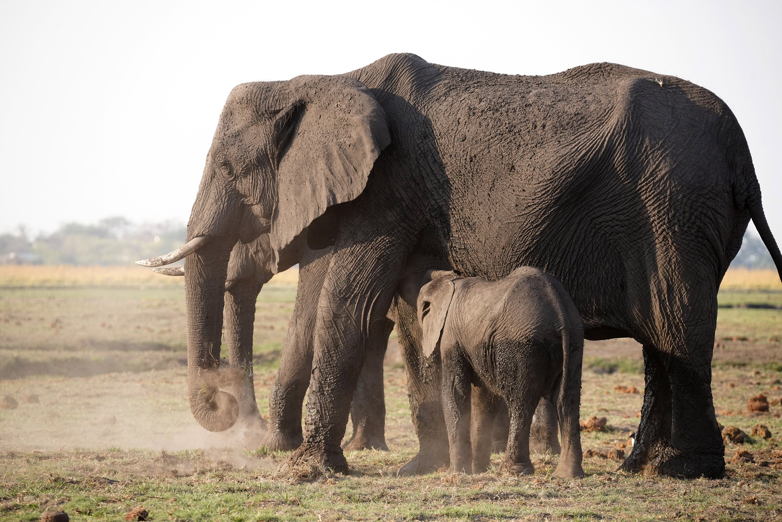 Parc national de Chobe - Botswana
