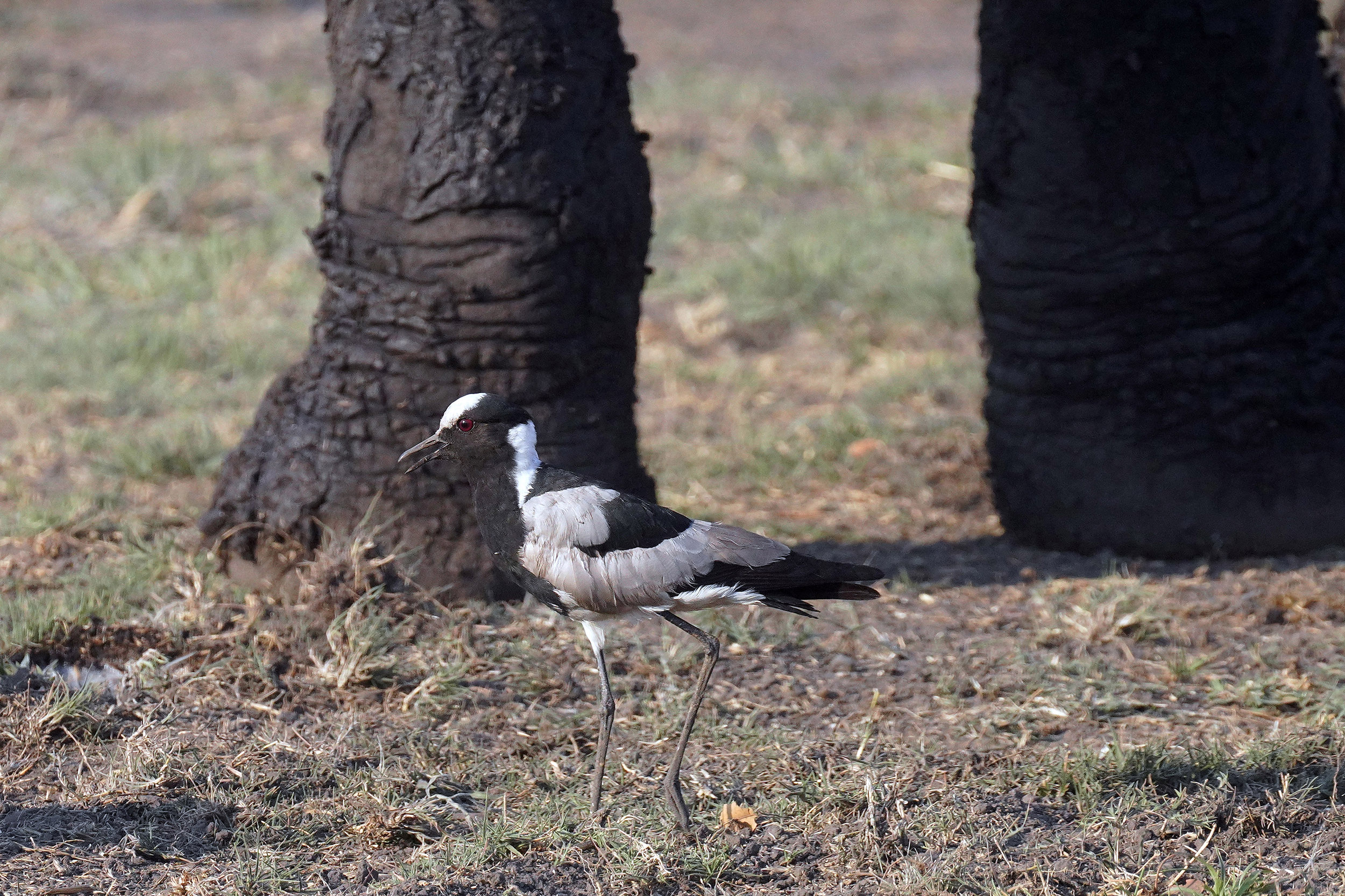 Parc national de Chobe - Botswana