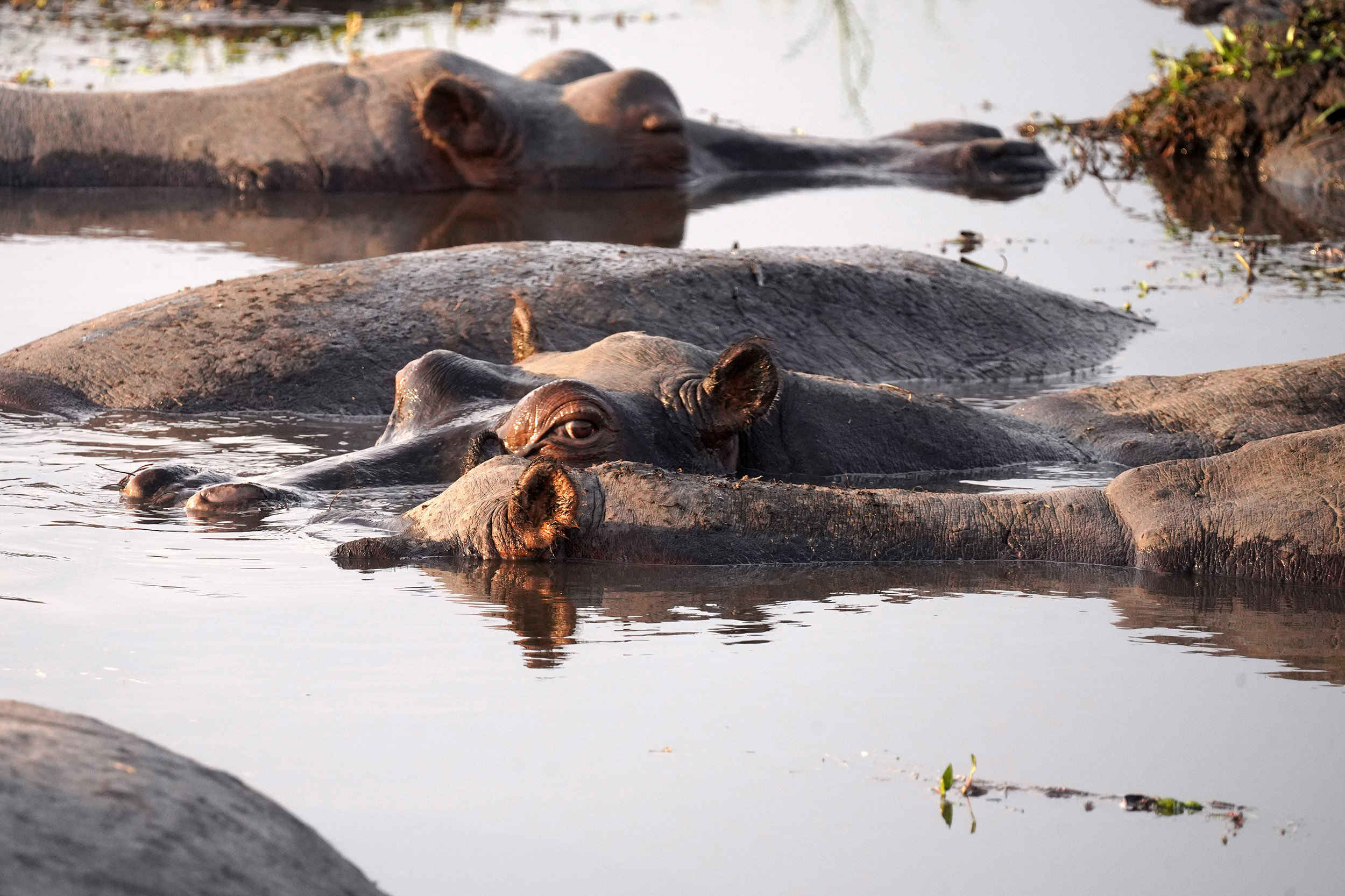 Parc national de Chobe - Botswana