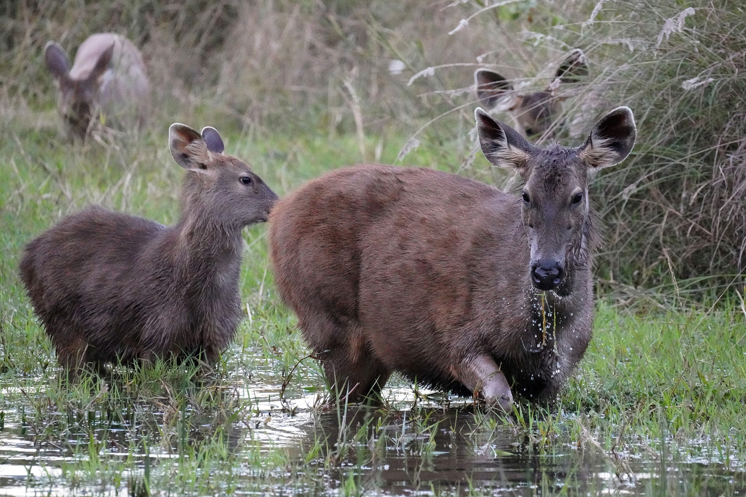 Cerf des marais (Barasingha ou Cervus duvaucelii)