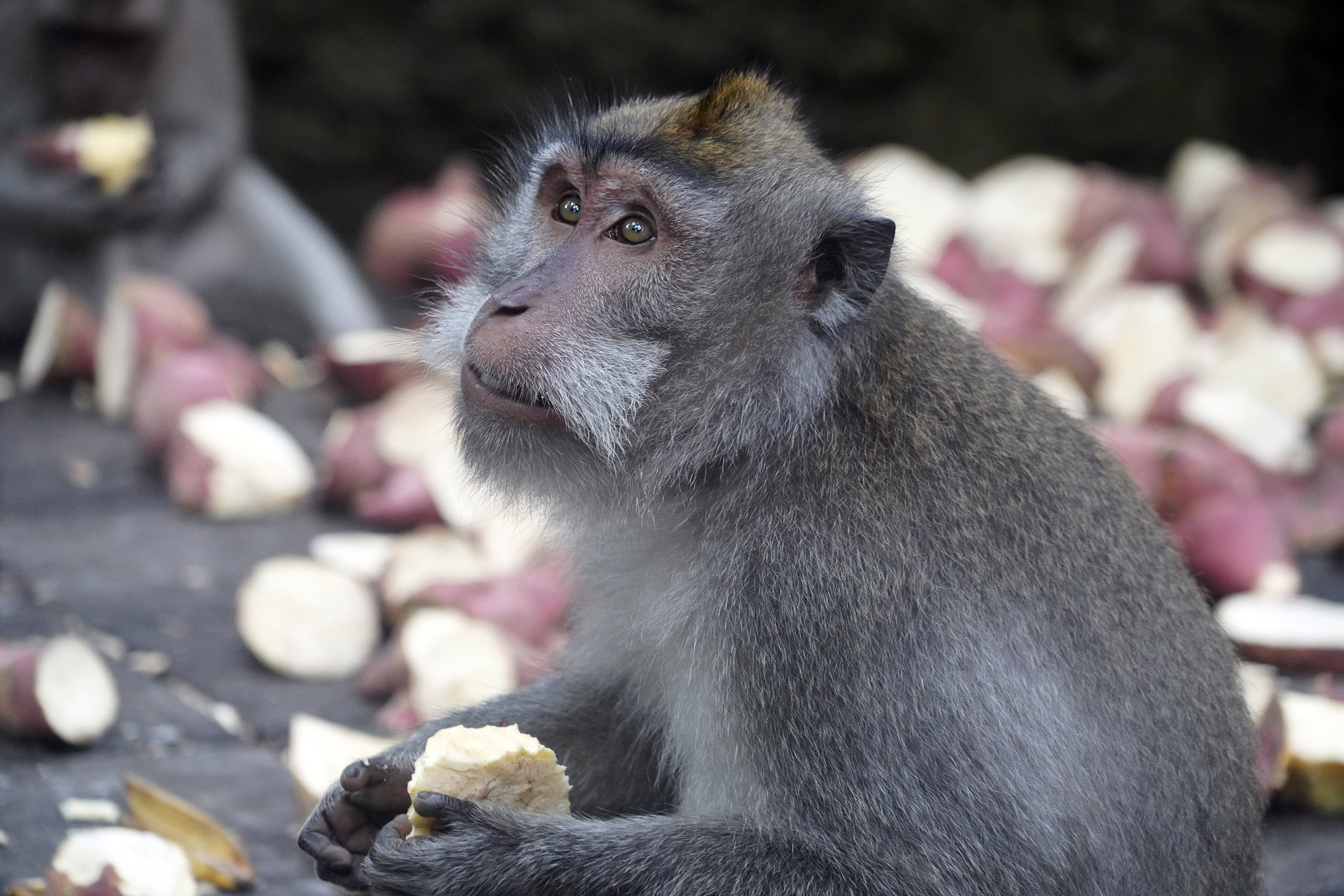 Forêt des singes à Ubud
