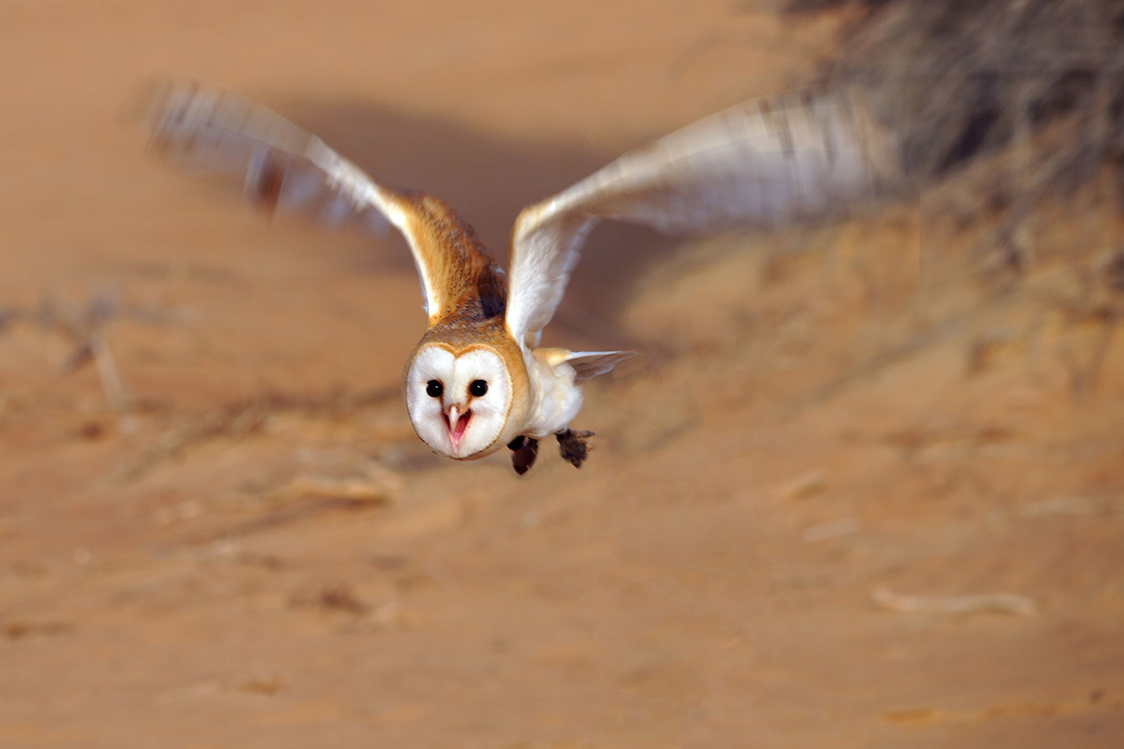 Chouette Effraie (tyto alba)