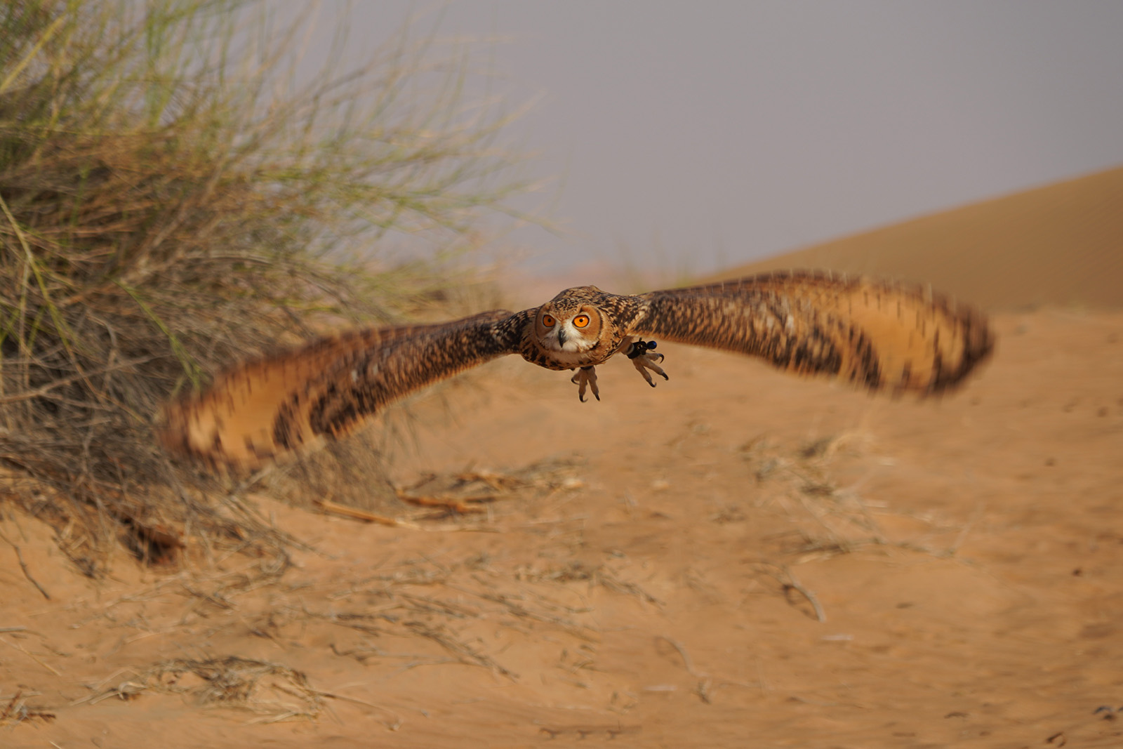 Hibou des Pharaons ou Grand Duc (bobo ascalaphus)