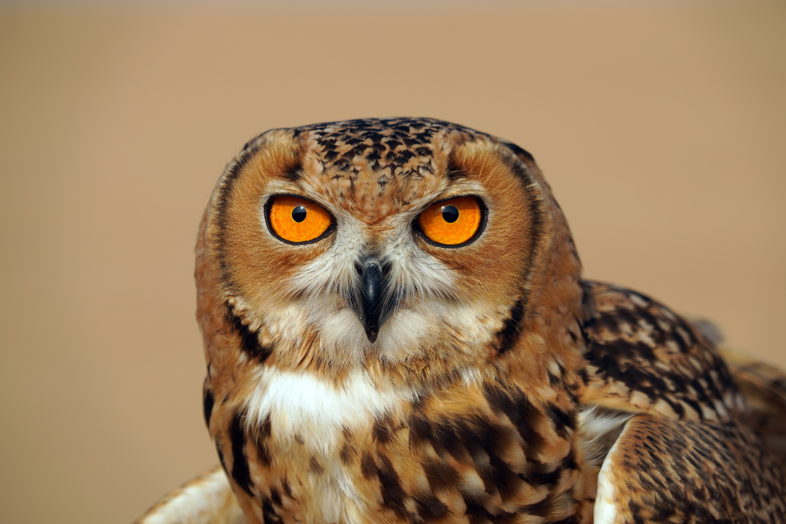 Hibou des Pharaons ou Grand Duc (bobo ascalaphus)