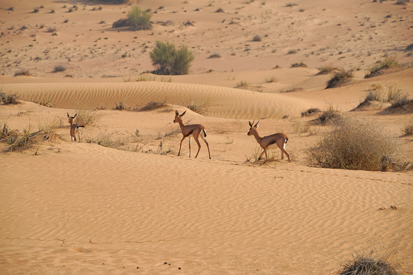 Gazelles dans le désert de Dubaï