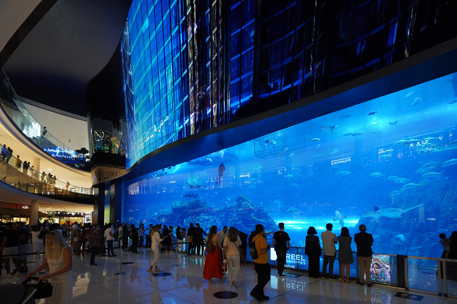 Aquarium géant du Dubaï Mall