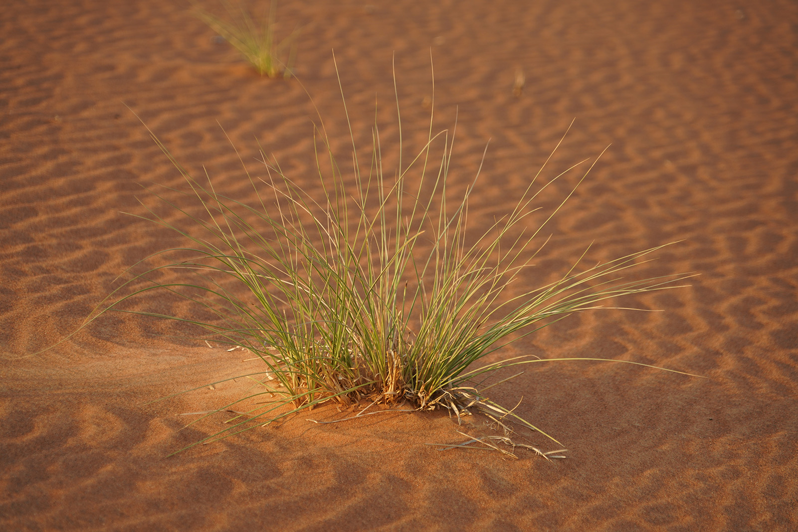 Big Red Dune de Dubaï